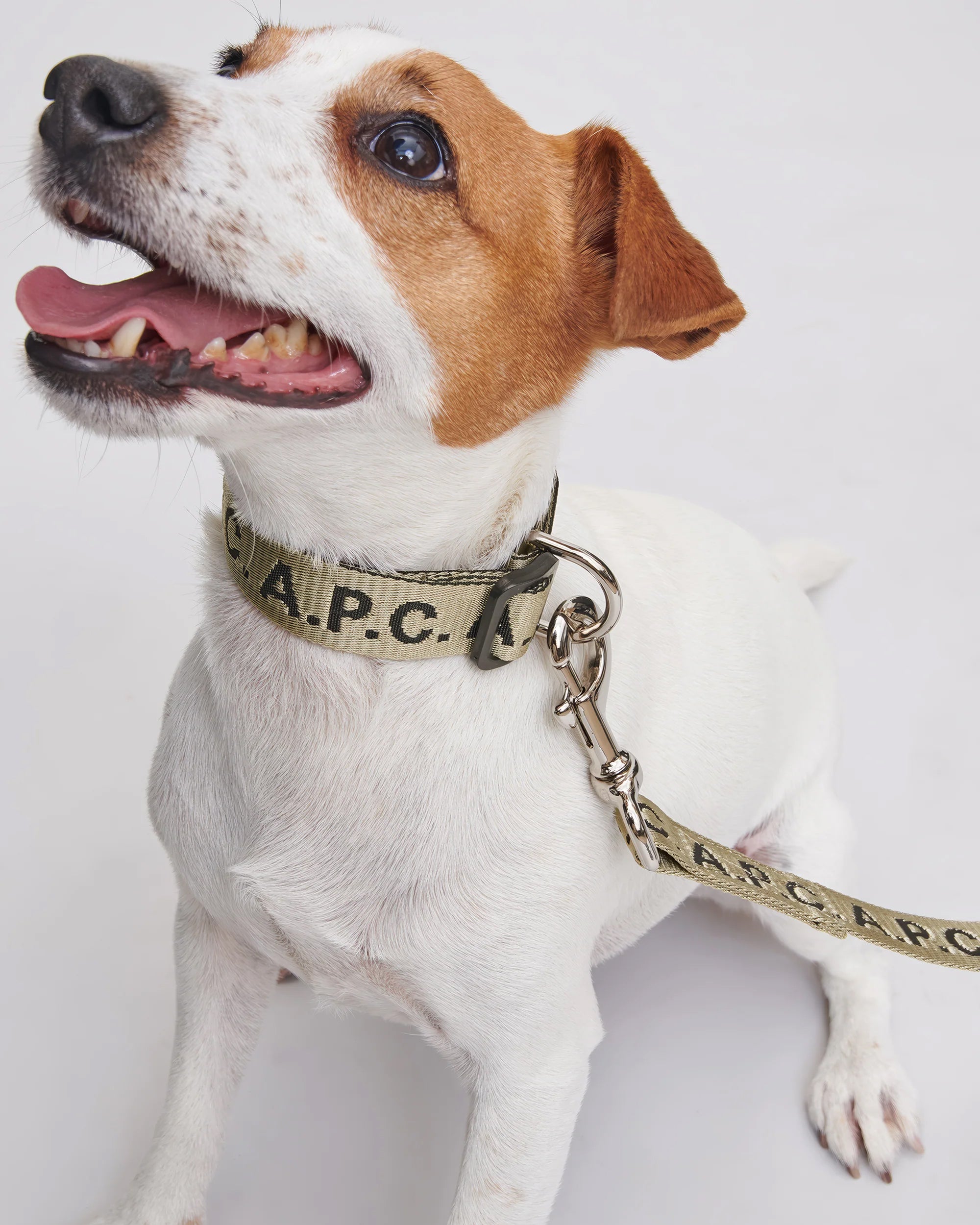 A.P.C. Toutou Dog Collar - PAAGQ-M66075-CAA